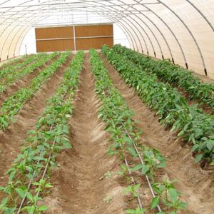 滴灌帶與微噴帶有哪些區別